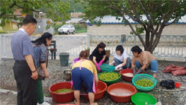 삼화 홍도마을 개복숭아 지역 특산품으로 키운다
