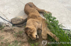 경북 고령 관광농원 탈출 암사자 사살…우리 뒷문 열려 있었다