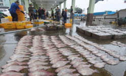 [포토뉴스]일본 오염수 방류 후 첫 수산물 경매