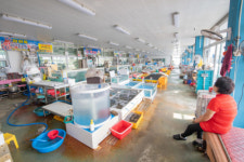 [포토뉴스]후쿠시마 오염수 방류, 대진항 수산시장 임시휴업