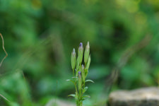 태백산국립공원 내 국내 유일 서식  희귀 고산식물 ‘꼬인용담’ 개화
