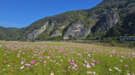 영월 동강시스타, 콘도 주변 1만㎡ 규모 코스모스 꽃밭 조성