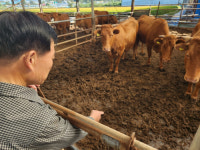 횡성한우 배합사료서 옥수수 소화 안된 채 배설 왜?