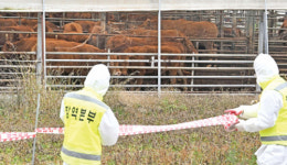 [단독]고성 한우농장 럼피스킨병 확진…강원 4번째 발생