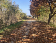 화강 느티나무 삼십리길 주민 사랑 