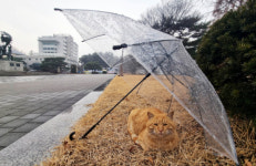 [포토뉴스]왜?? 고양이 우산 쓴거 처음봐??