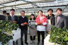 [포토뉴스]김진태 지사 강릉 딸기농장 방문