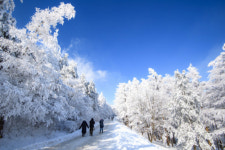 [설 연휴 가볼만한 곳-정선] 겨울 트래킹의 중심 만항재