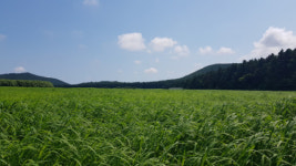 [팔도 핫플레이스]에메랄드빛 원시림 코발트블루 계곡 ‘태초의 신비’