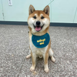 [펫밀리]입양 기다립니다