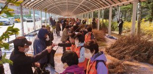 태백 5일 희망의 나무 나눠주기