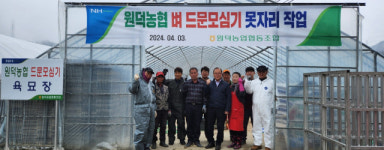 [포토뉴스]삼척 원덕농협 벼 드문모심기 활성화 육묘작업