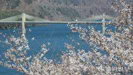 [포토뉴스]인제 소양호 벚꽃 활짝