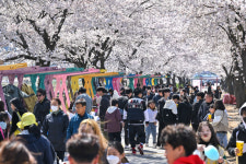  ‘가리왕산 아래 벚꽃의 향연’ 북평면 벚꽃 축제 개최