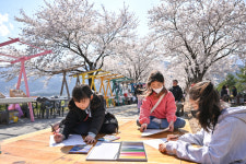  ‘가리왕산 아래 벚꽃의 향연’ 북평면 벚꽃 축제 개최