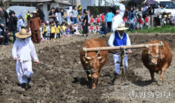 [포토뉴스]겨릿소 논갈이 시연행사