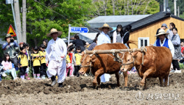 [포토뉴스]겨릿소 논갈이 시연행사