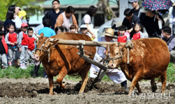 [포토뉴스]겨릿소 논갈이 시연행사