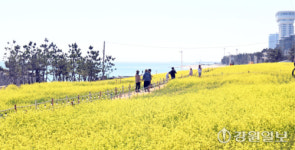 [포토뉴스]노랑 유채꽃과 어우러진 동해바다