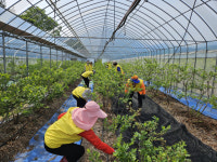 [포토뉴스]홍천농협·농가주부모임 농촌일손돕기 실시