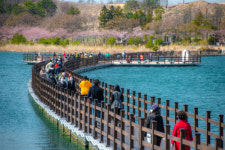 영랑호 주변 상인들 “영랑호수윗길 부교 철거 안된다”