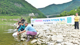 정선군 향토어종 치어 방류