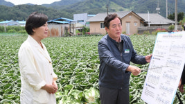 송미령 농림축산식품부장관, 여름배추 작황 점검 위해 평창 방문