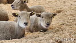 ‘국내 첫 뉴질랜드 양 생축 전시장’ 화천 대성목장에 개관