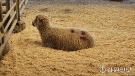 ‘국내 첫 뉴질랜드 양 생축 전시장’ 화천 대성목장에 개관