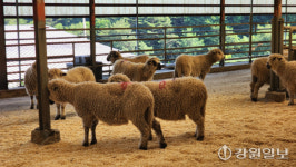 ‘국내 첫 뉴질랜드 양 생축 전시장’ 화천 대성목장에 개관