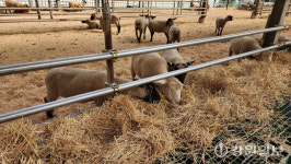 ‘국내 첫 뉴질랜드 양 생축 전시장’ 화천 대성목장에 개관