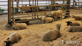 ‘국내 첫 뉴질랜드 양 생축 전시장’ 화천 대성목장에 개관