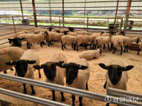 국내 첫 뉴질랜드 양 생축산업 “시장 경쟁력 충분하다”