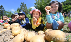 [포토뉴스]꼬마농부들이 수확한 감자에요!