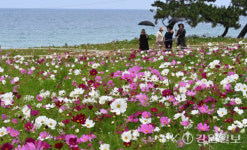 [포토뉴스]동해바다 앞 만개한 코스모스