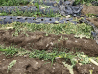 작황부진에 병해충까지…강원 농민들 깊어지는 시름