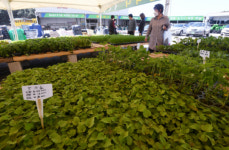 국립종자원 강원지원, 김장용 채소 종자·묘 불법 유통 단속