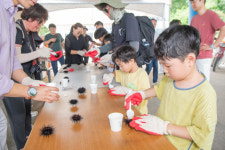 [포토뉴스]초도 성게축제장서 성게알 채취 체험하는 관광객