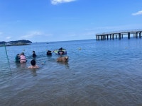 고성 반암해변서 반려동물과 함께 물놀이를