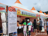 “고랭지 둔내에서 토마토 풀장에 풍덩”