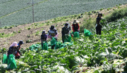 [포토뉴스]추석…안반데기 고랭지 배추 출하 분주