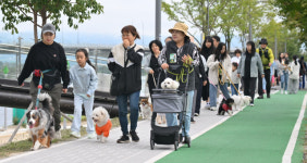 가을 물든 호수 따라 댕댕이와 힐링 산책…춘천 ‘마실중Dog’ 개최