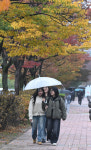강릉원주대 해솔관점 | [포토뉴스]비내리는 강릉원주대 캠퍼스