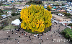 [포토뉴스] 점차 황금빛으로 변해가는 반계리 은행나무
