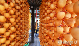 [포토뉴스]곶감말리는 강릉의 가을