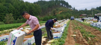 폭염 속 몸값 치솟은 ‘홍천 고랭지 농업’