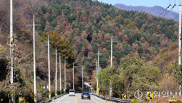 [포토뉴스]소나무 재선충병 확산 비상