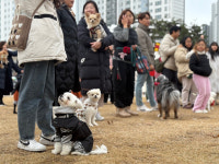 강원특별자치도반려동물협회 ‘월드댕댕크루전’ 성료