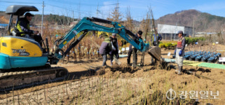 “화천 경관 푸르게 가꾸자” 산림조합 나무시장 14일 개장