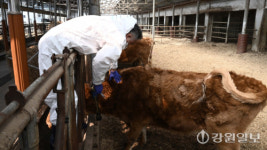 [포토뉴스] 럼피스킨 백신 일제 접종